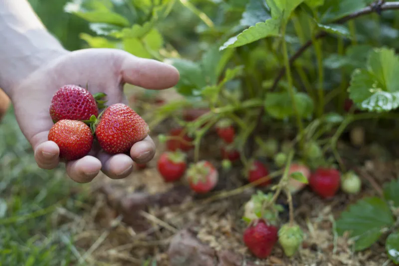 strawberry fruit - red, sweet berry picked by hand, harvest time in the garden