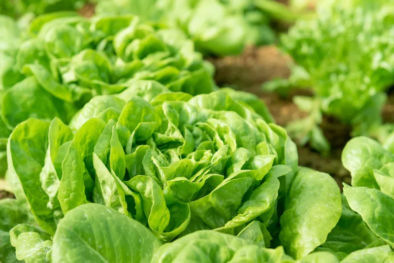 cultivation organic vegetable butterhead lettuce in garden among natural climate