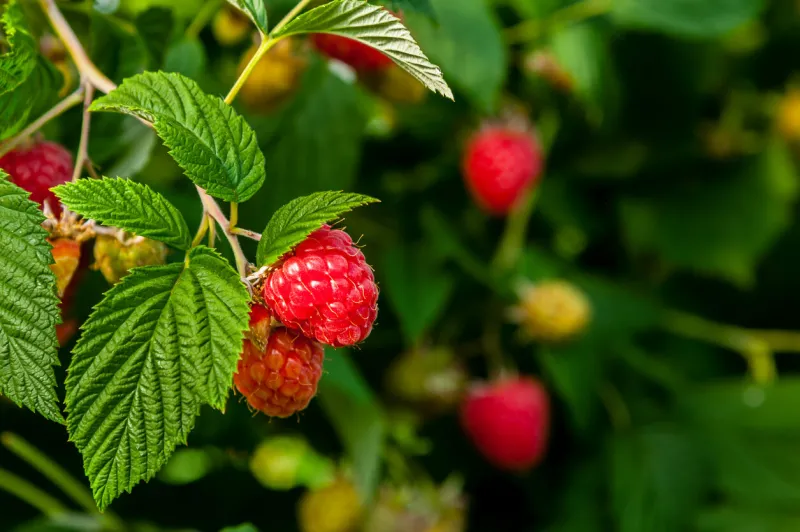 ripe raspberries on a plant ready for harvest