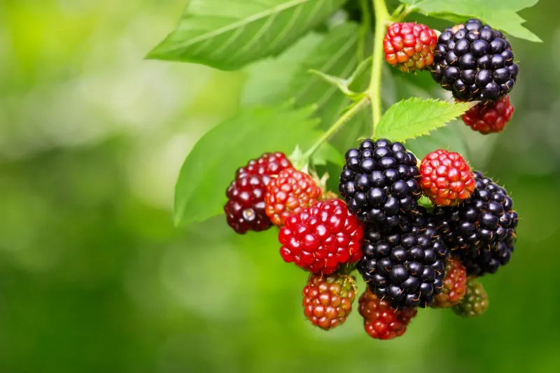 bunch of ripe and unripe blackberries on the bush with selective focus