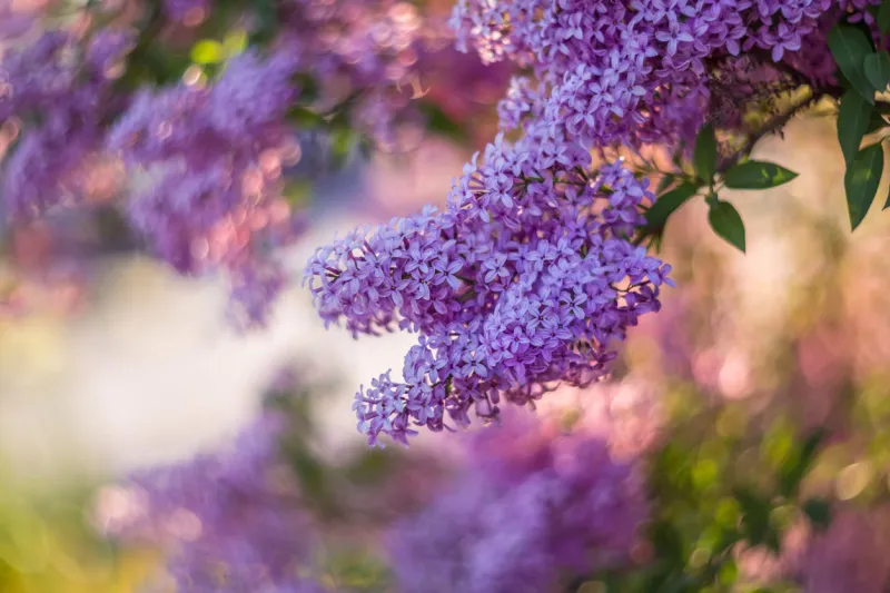 blossoming purple lilacs in the spring selective soft focus, shallow depth of field blurred image, spring background