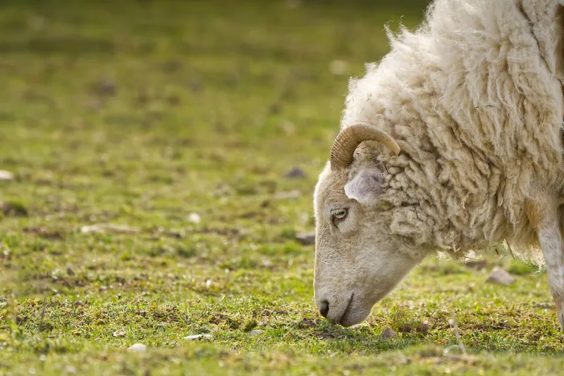 unshorn sheep in a spring meadow beautiful natural sheep close-up raised on a farm in the village for wool and meat