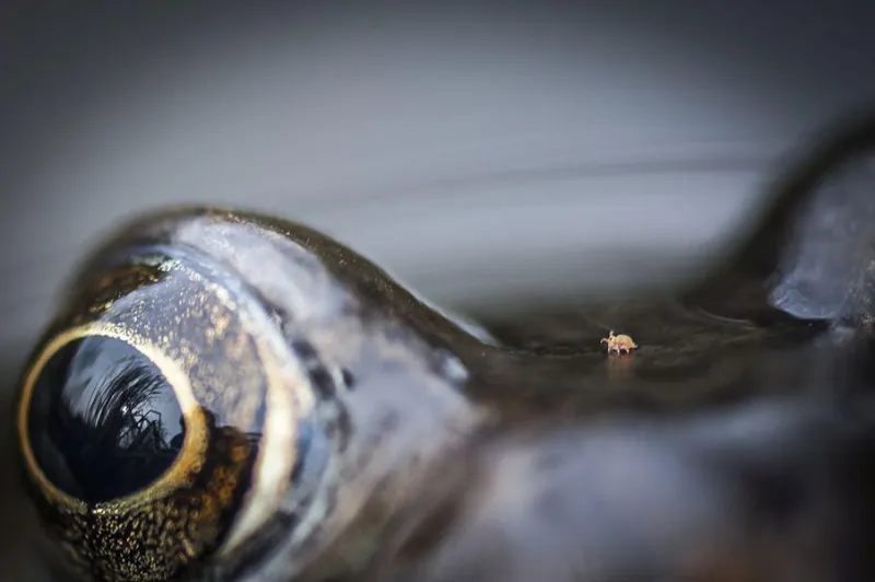 créature dans la vallée de grenouille-créature non identifiée marchant entre les yeux d'une grenouille commune dans mon étang de jardin