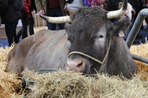 Salon de l'agriculture