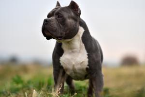 American pit-bull
