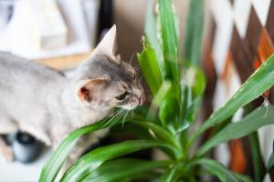 Chat mange plante 