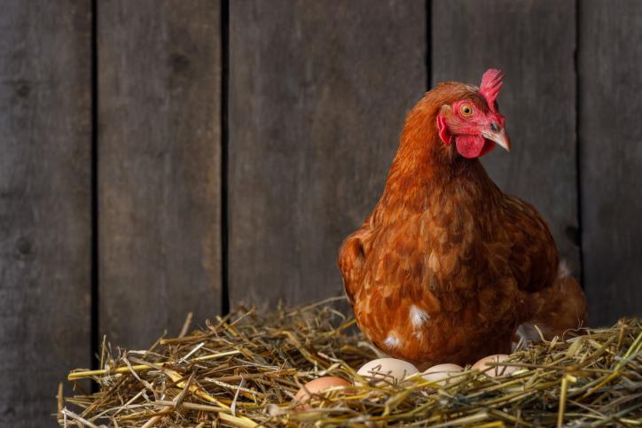 On sait qui de l'œuf ou de la poule est arrivé en premier | Planet.fr