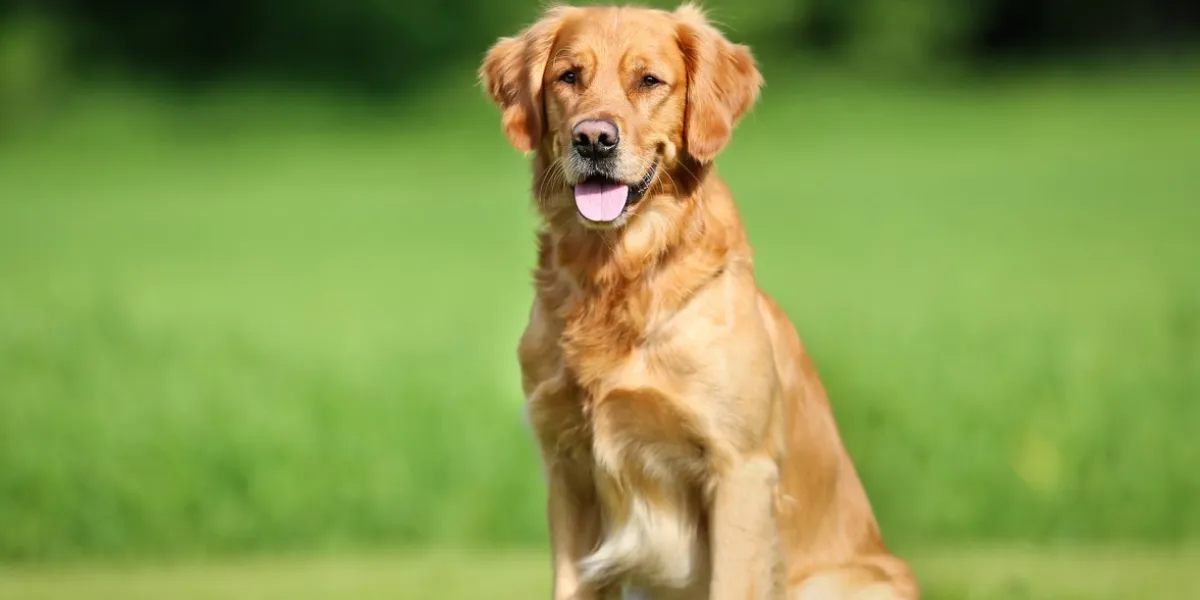 purebred golden retriever dog outdoors on a sunny summer day