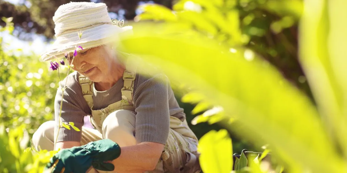senior woman working with flowers and plants in her garden old lady gardening in her backyard