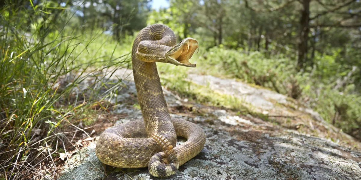 serpent venimeux sortant les crocs en forêt