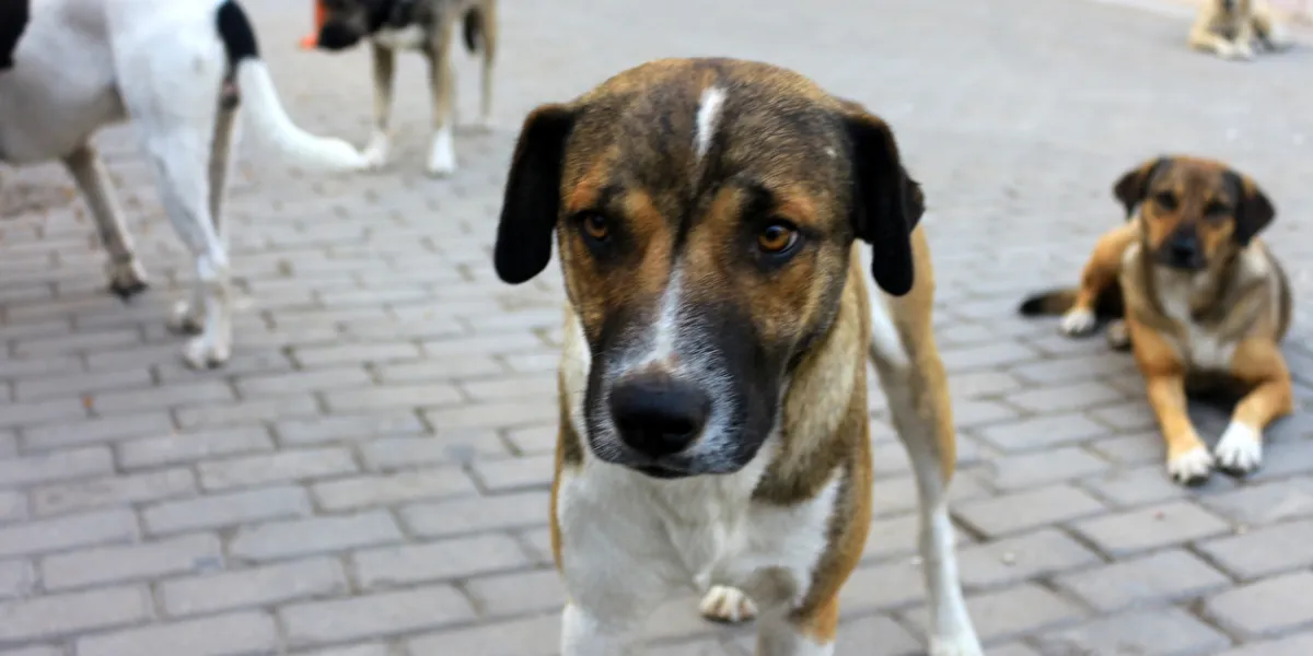 Morsures de chiens : quelles sont les races les plus à risque ?