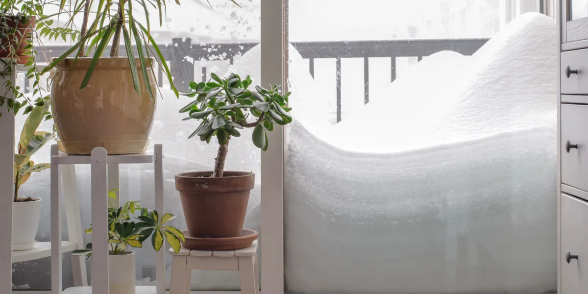 Plants d'intérieur en hiver