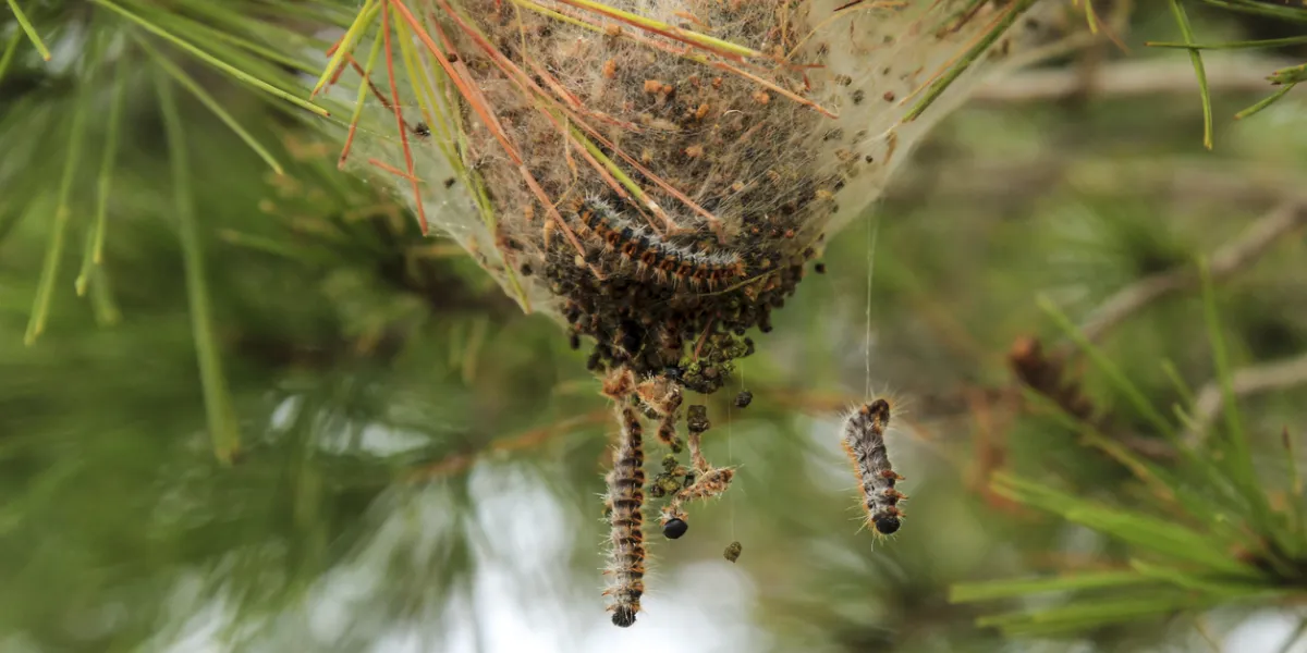 Chenilles processionnaires