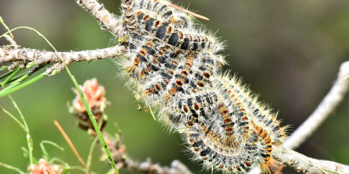 chenilles processionnaires