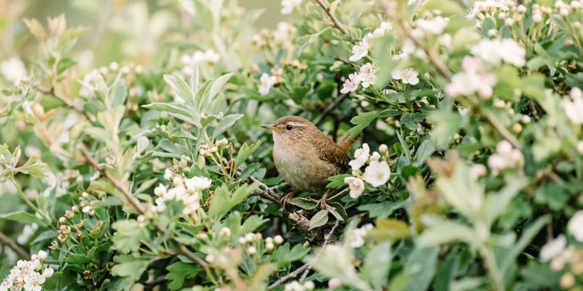 Photographie contemporaine d'un petit oiseau niché au cœur d'une haie verdoyante et fleurie, éclaira
