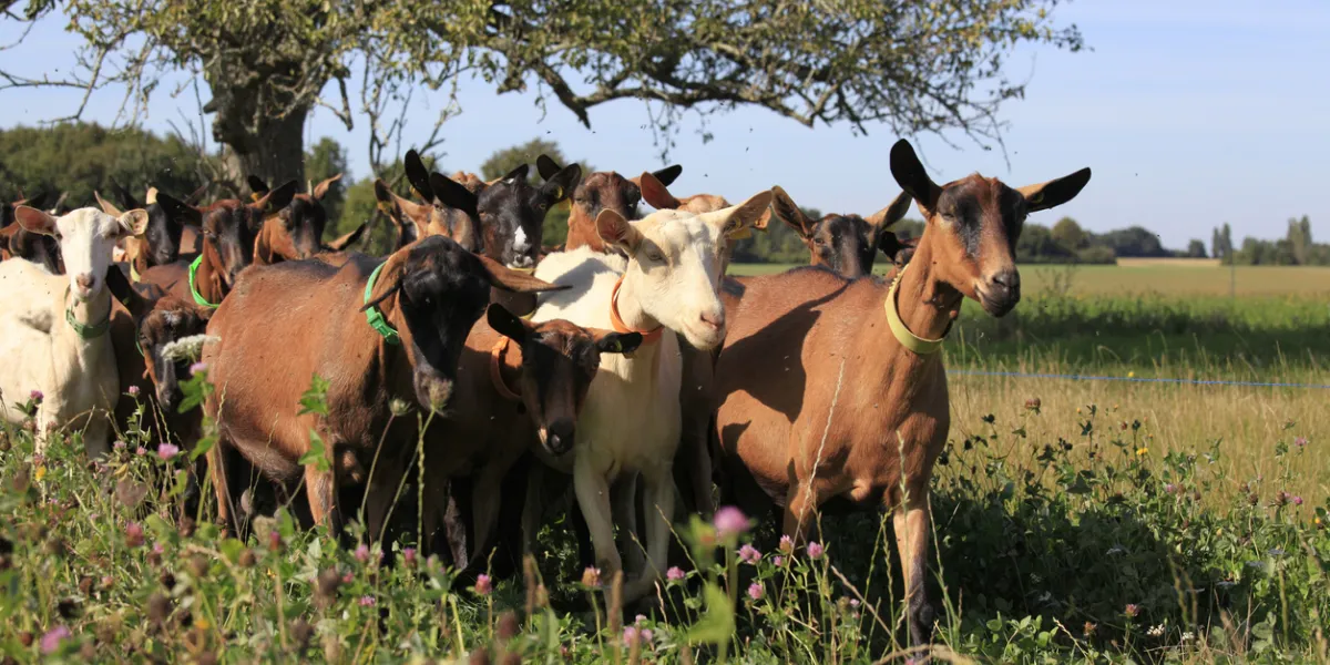 Troupeau de chèvres