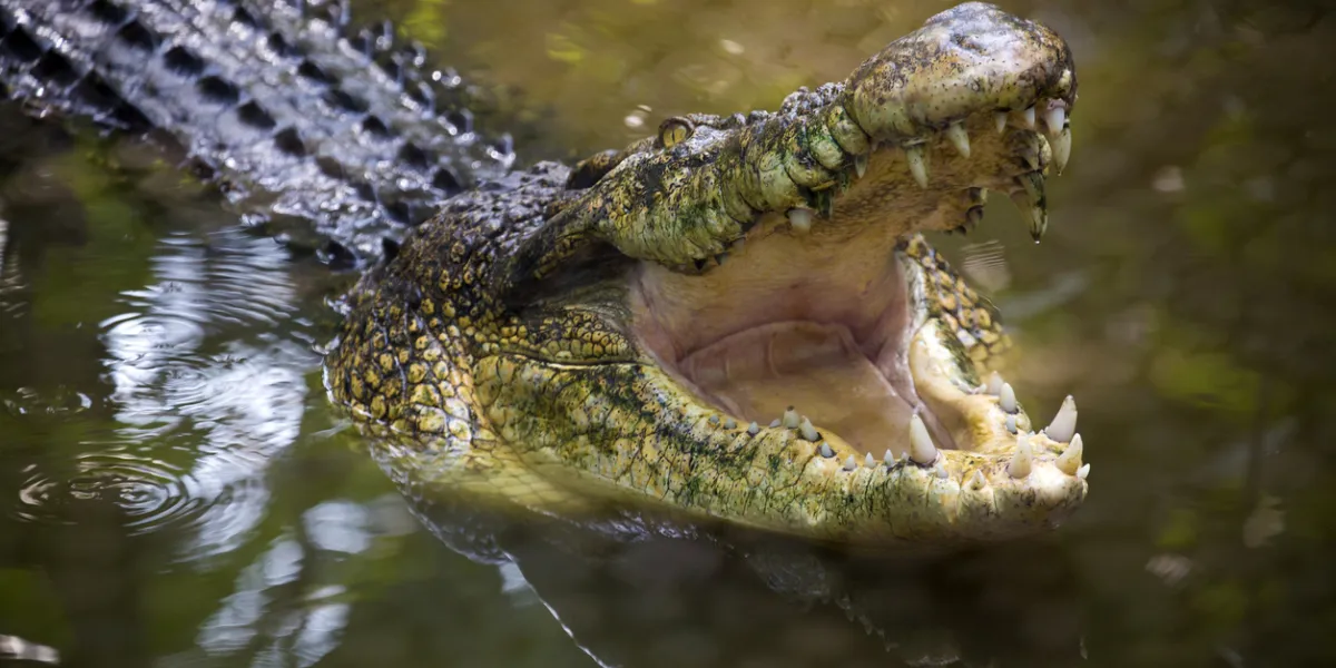 Crocodile