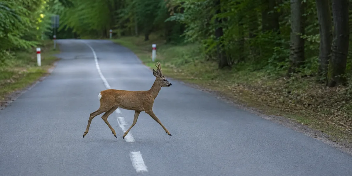 Chevreuil sur la route