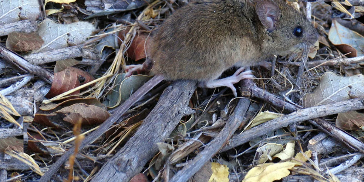Rat pygmée des rizières