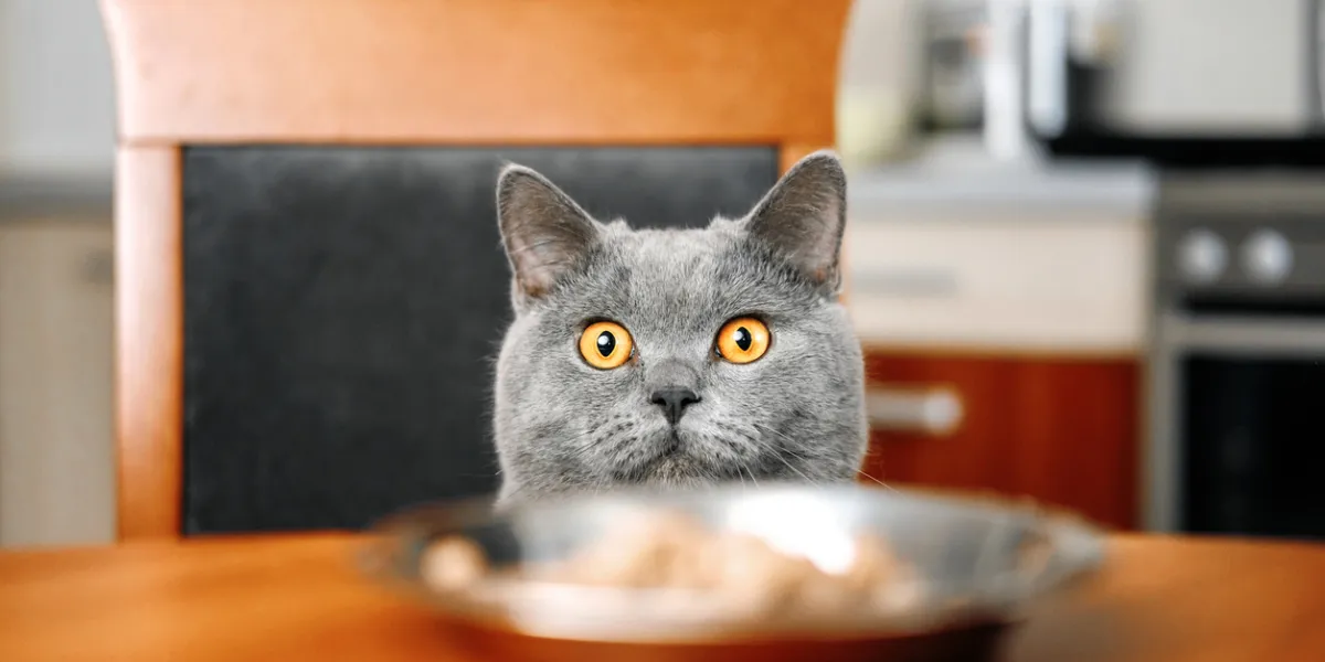 chat