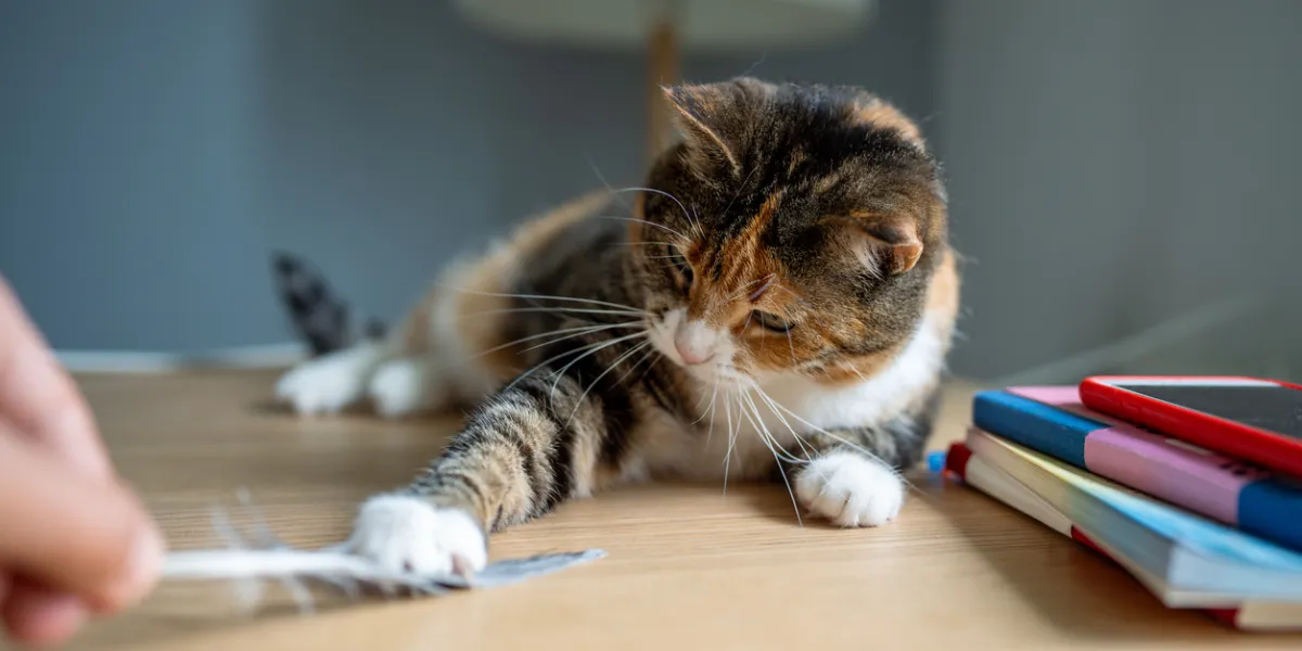 chat routine