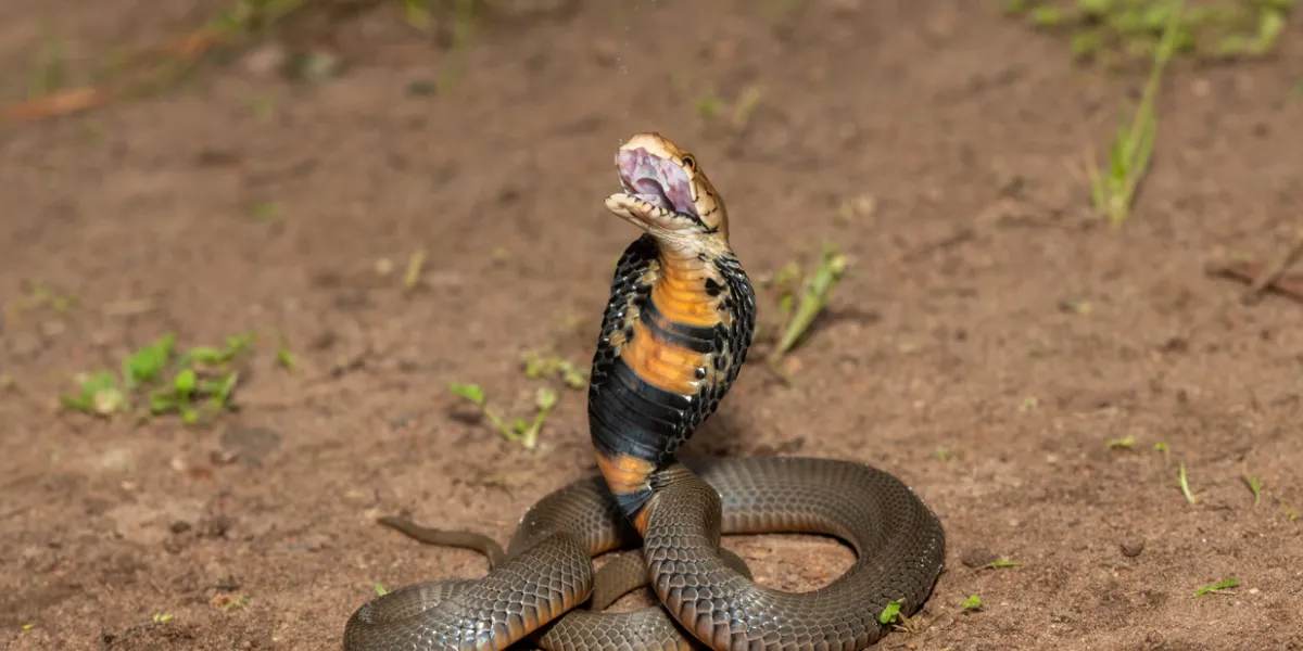 cobra