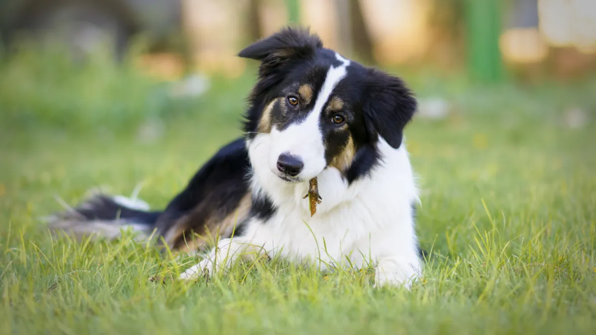 Border collie