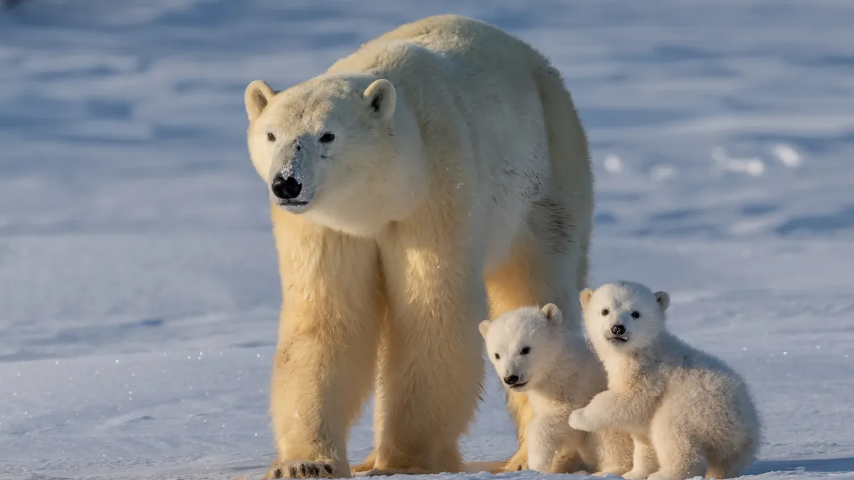 Ours polaires