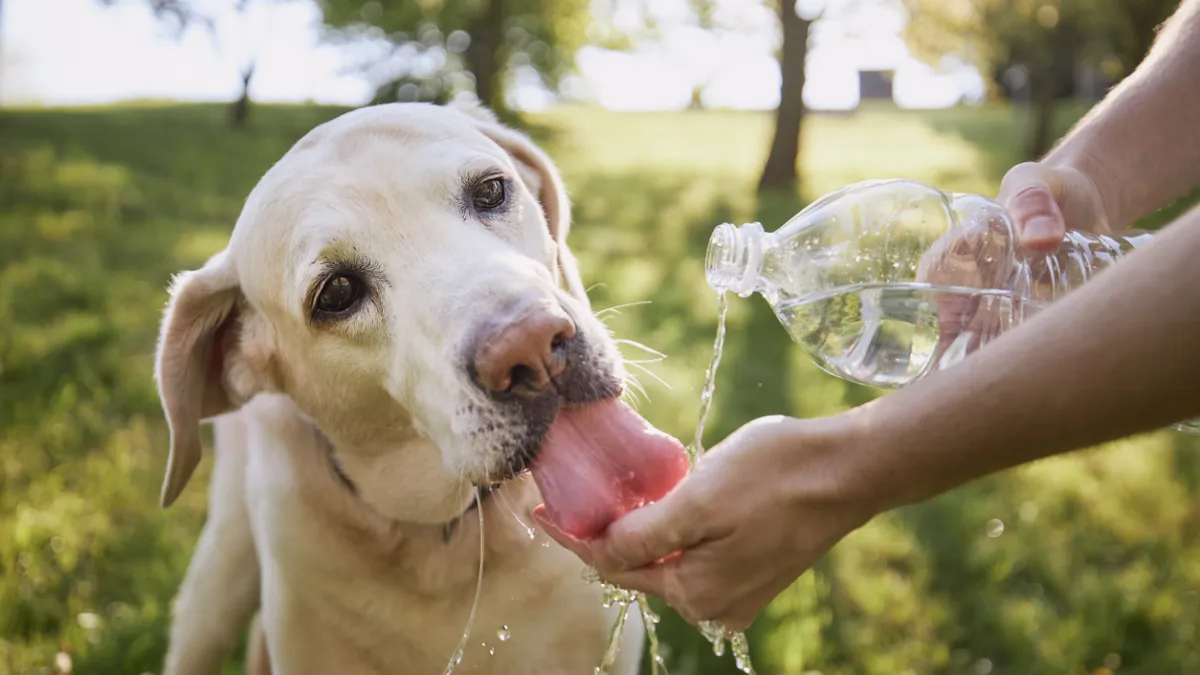Chin canicule