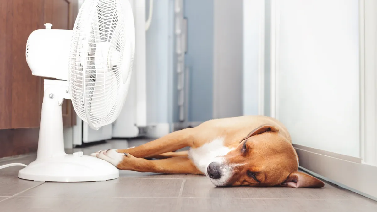 Canicule : les conseils d’une vétérinaire pour protéger vos animaux