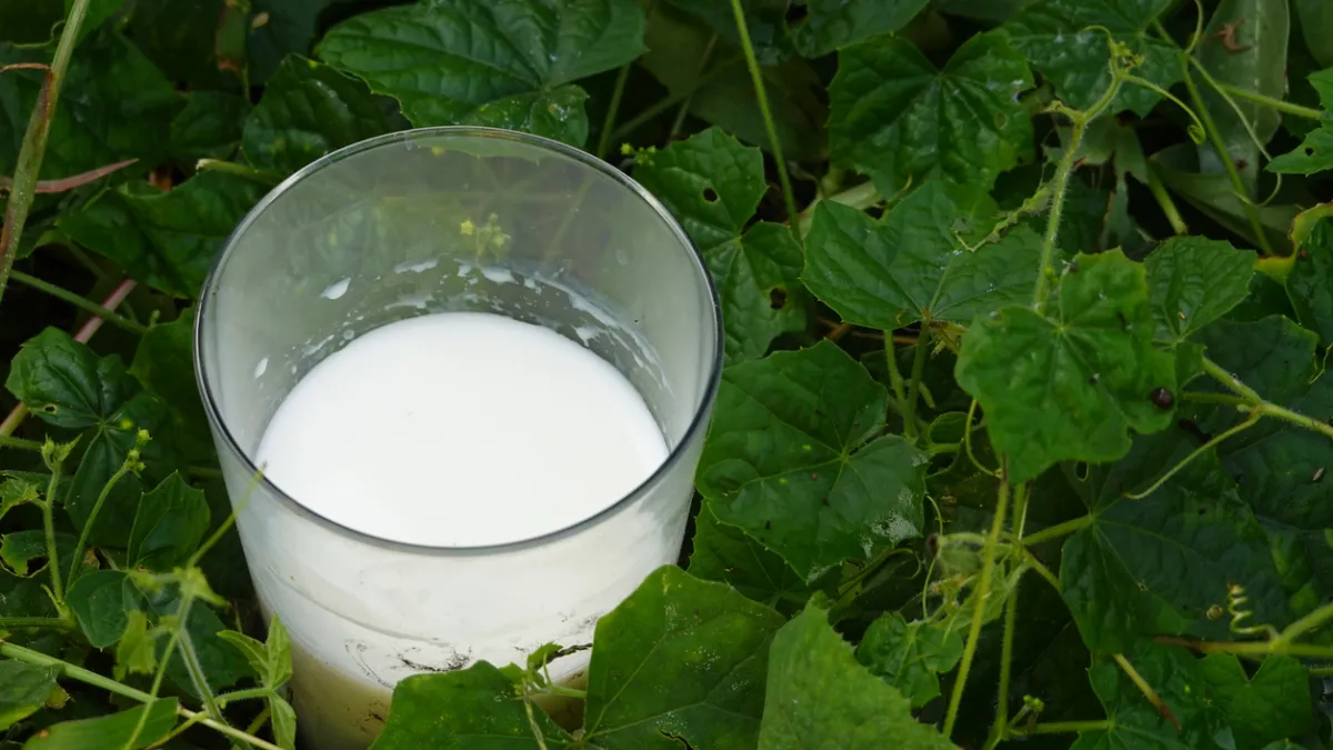 Lait potager