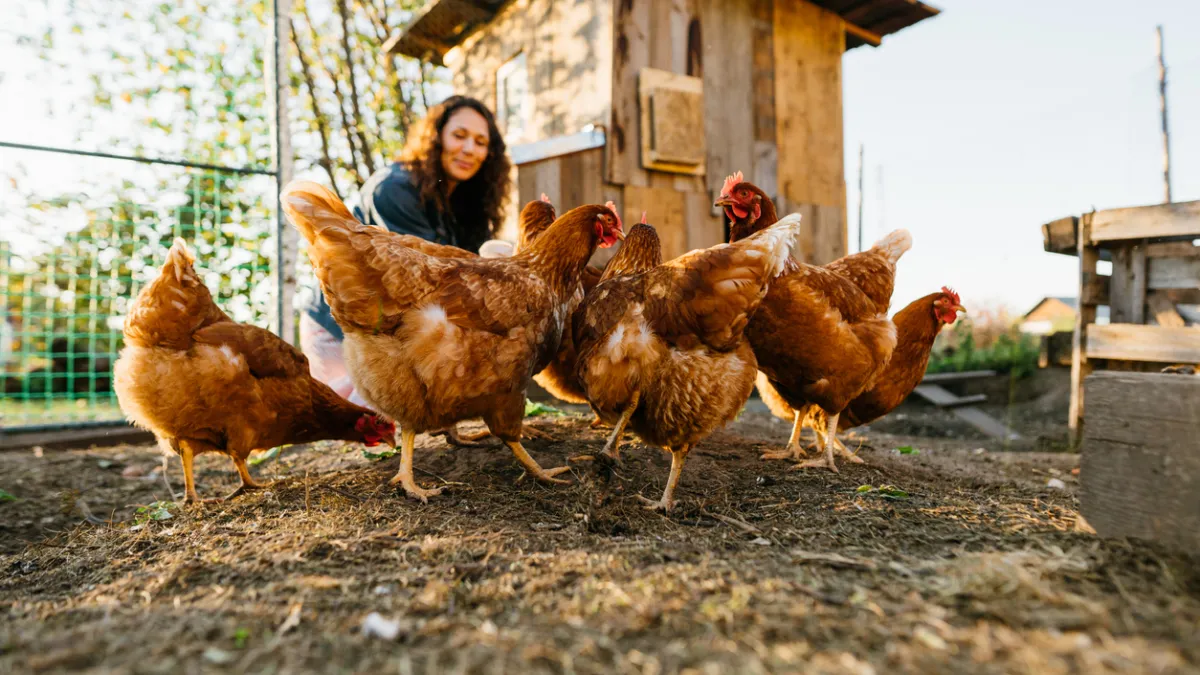 Nourrissage poules