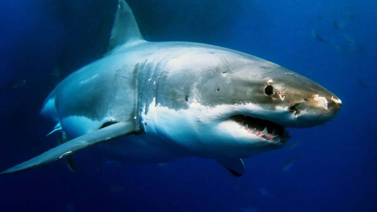 Grand requin blanc