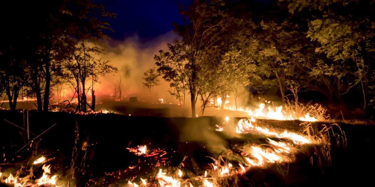 Feu de fôret