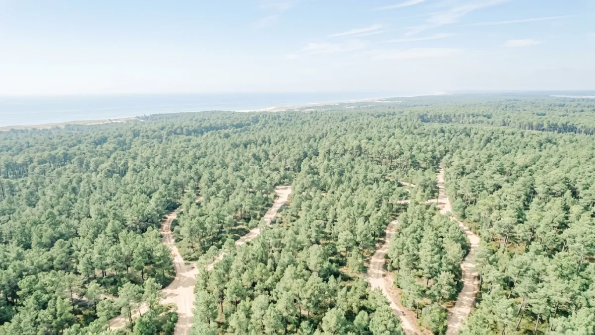 Une vue aérienne minimaliste d'une forêt de pins dans les Landes sous une lumière zénithale éclatant