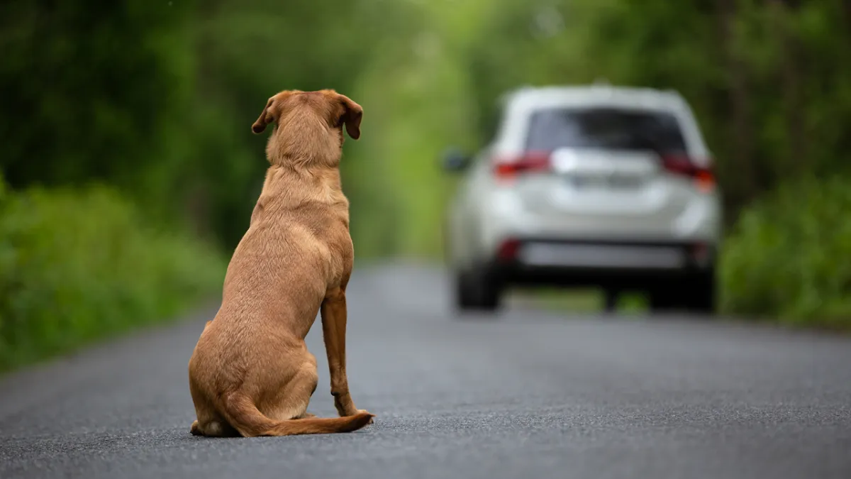 Route des vacances : que risquent les maîtres qui abandonnent leur chien ?