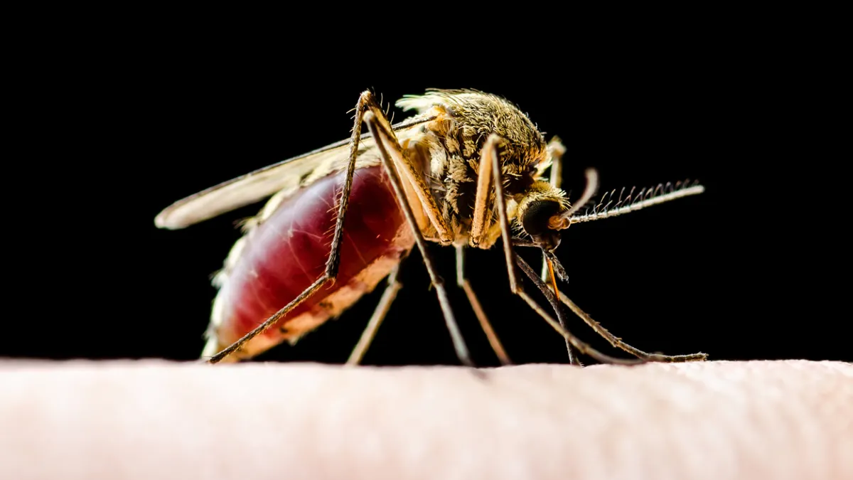 Moustique Clulex Pipiens