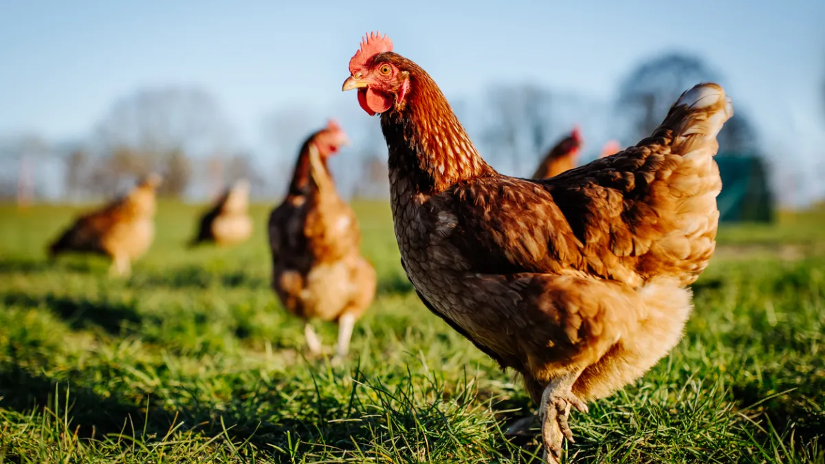 Canicule : faut-il craindre une pénurie de poulets après les pertes massives dans les élevages ?