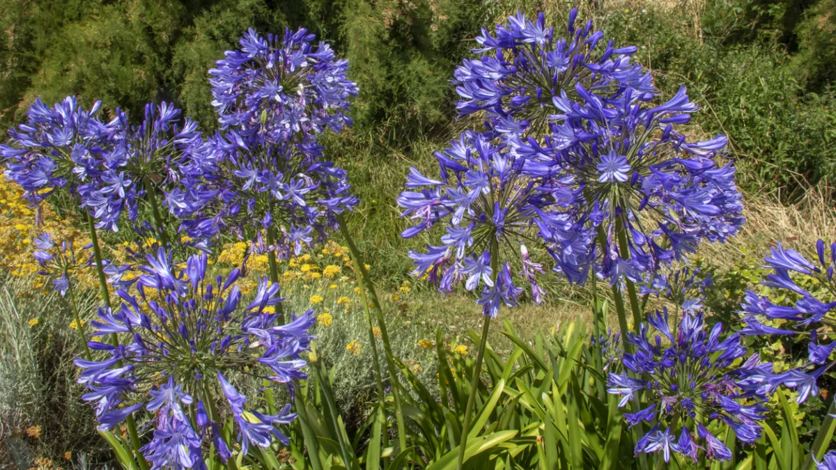 Agapanthes