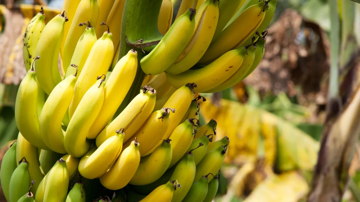 Banane le soir : ce fruit favorise-t-il vraiment le sommeil ?