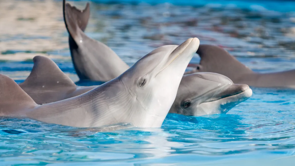 Dauphins
