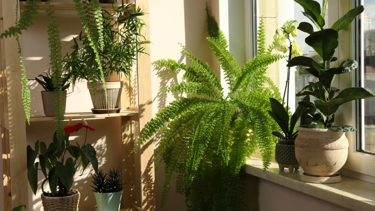Plantes d'intérieur