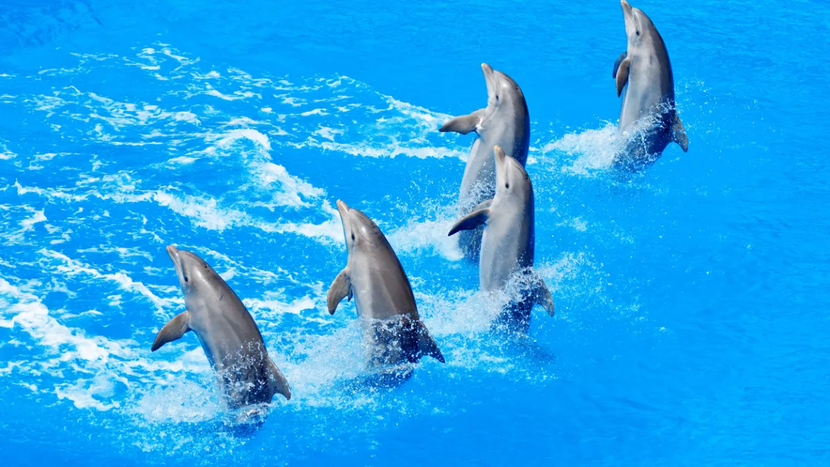 Dauphins