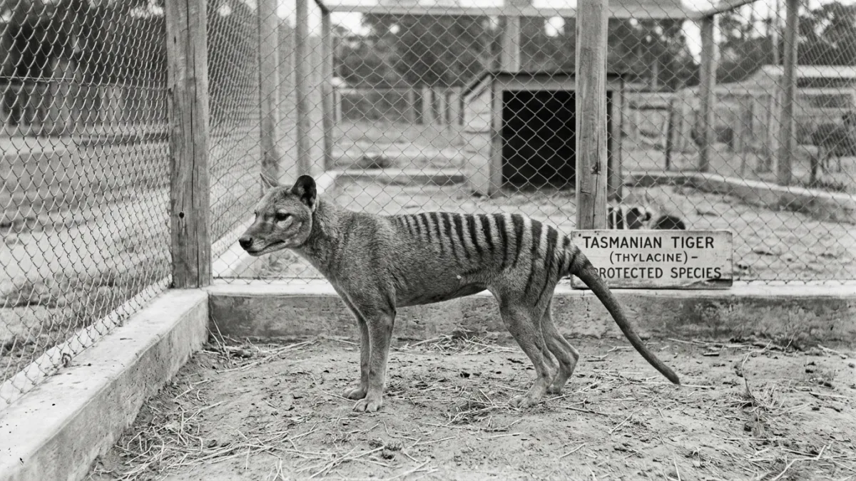 Photographie d'archive historique en noir et blanc d'un tigre de Tasmanie (thylacine) aux rayures di