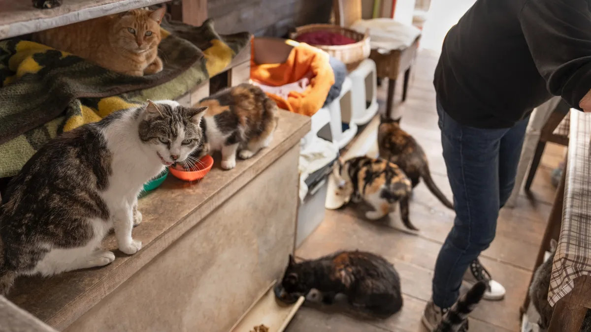 chats
