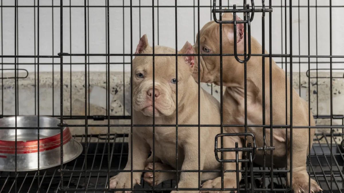Chiots en cage