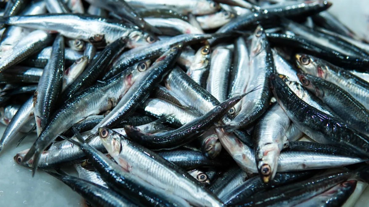sardines