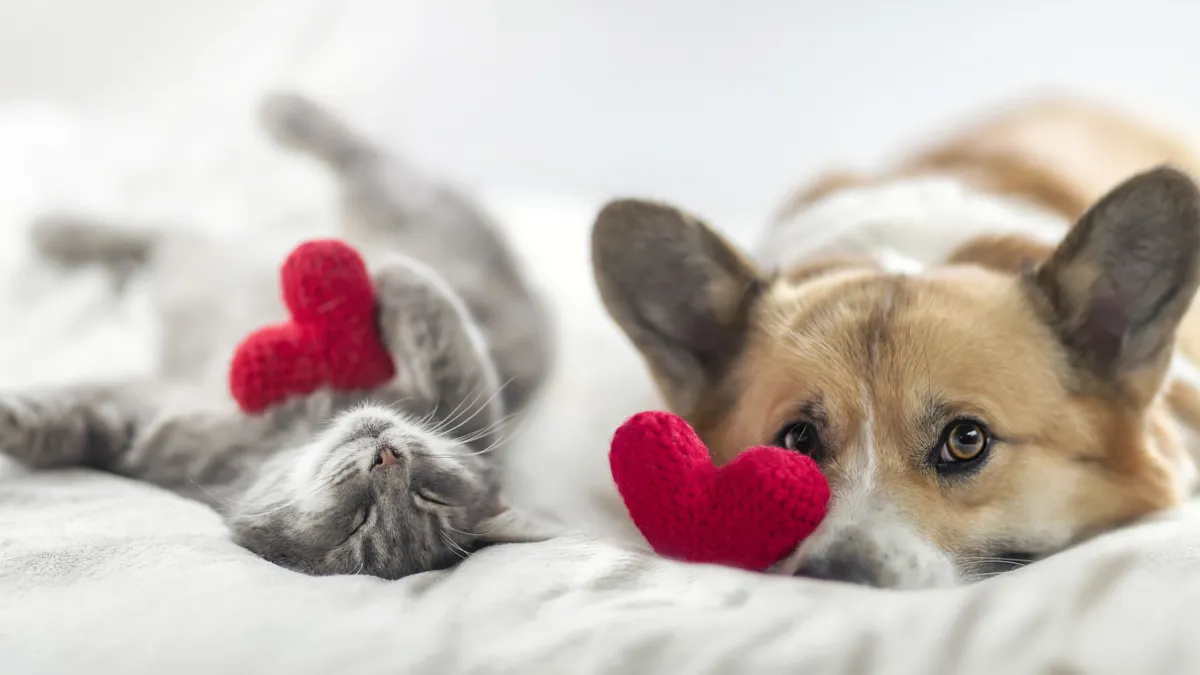 chien et chat