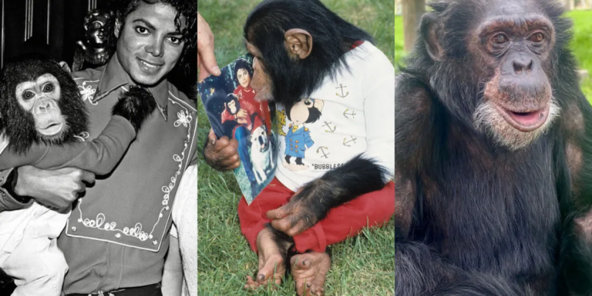 Michael Jackson : Bubbles, son chimpanzé, vient de fêter ses 42 ans