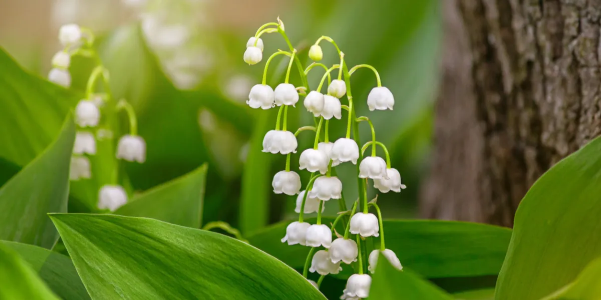 lily of the valley (convallaria majalis), blooming in the spring forest, close-up